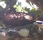 Short-tailed Nighthawk - Photo copyright Richard Garrigues