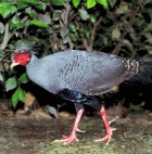 Siamese Fireback Pheasant - National Bird - THREATENED - Photo copyright Laurie Crampton