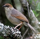 Singing Cisticola - Photo copyright Charlie Moores