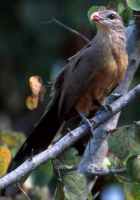 Sirkeer Malkoha (Cuckoo) - Photo copyright Vijay Cavale