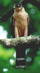 Slaty-backed Forest-Falcon - Photo copyright Jean Coronel