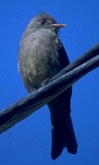 Smoke-colored Pewee - Photo copyright Martin Kramer