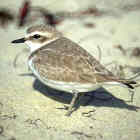 Snowy Plover - highest breeding density - Photo copyright Don DesJardin