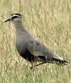 Sociable Lapwing - Photo copyright Christian Kerihuel