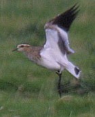Sociable Lapwing - ENDANGERED - Photo copyright Nigle Blake