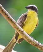 Social Flycatcher - Photo copyright Richard Garrigues