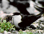 Sooty Tern - Photo copyright Paul Doyle