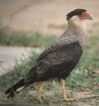 Southern Caracara - Photo copyright Allen Chartier