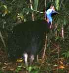 Southern Cassowary - Photo copyright Stefan Tewinkel