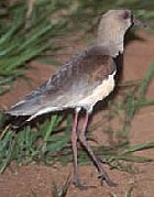 Southern Lapwing - Photo copyright Centro de Estudos Ornitol�gicos