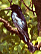 Spangled Drongo - Photo copyright Sumit Sen