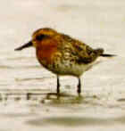 Spoonbill Sandpiper - Photo copyright Ruud and Kitty Kampf