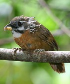 Spot-necked Babbler - Photo copyright Suppalak Klabdee
