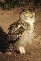 Spotted Eagle-Owl - Photo copyright Bruce Marcot