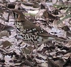 Spotted Ground-Thrush - Photo copyright Wim van der Schot
