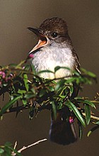 Stolid Flycatcher - Photo copyright Eladio Fernandez
