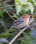 Streaked Antwren - Photo coyright Arthur Grosset