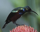 Superb Sunbird - Photo copyright Roland Bischoff
