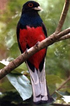 Surucua Trogon - Photo copyright Trevor Feltham