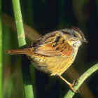 Swamp Sparrow (highest breeding density) - Photo copyright Don DesJardin
