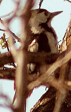 Syrian Woodpecker - Photo copyright Jean-S�bastien Rousseau-Piot