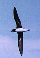 Tahiti Petrel - Photo copyright Chris Chafer
