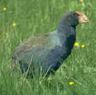 Takahe - Photo copyright Jeff Blincow