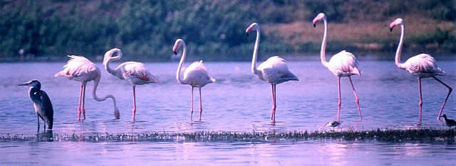 Greater Flamingo - Photo copyright Saleel Tambe