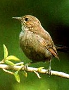 Indian Robin - Photo copyright Saleel Tambe