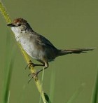 Tawny Grassbird - Photo copyright Greg Holland and Leon Keasey