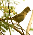 Thick-billed Warbler - Photo copyright Sumit Sen
