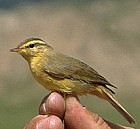 Tickell's Leaf-warbler - Photo copyright Torborg Berge