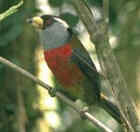 Toucan Barbet - Photo copyright Jeff Blincow