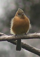 Tufted Flycatcher - Photo copyright Manuel Grosselet