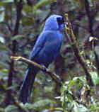 Turquoise Jay - Photo by Martin Reid
