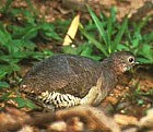 Undulated Tinamou - Photo copyright Don Roberson