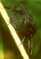 Uniform Antshrike - Photo copyright Tropical Birding
