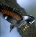 Varied Sitella - Photo copyright Trevor Quested