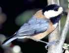 Varied Tit - Photo copyright Monte Taylor