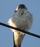 Violet-green Swallow - Photo copyright Manuel Grosselet