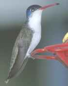 Violet-crowned Hummingbird - Photo copyright Bill Scholtz