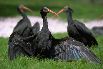 Waldrapp - Photo copyright Roland Bischoff