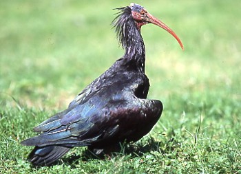 Waldrapp - Photo copyright Roland Bischoff