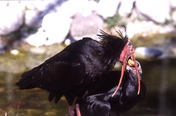 Waldrapp - Photo copyright Roland Bischoff