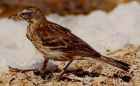 Water Pipit - Photo copyright Erik Kleyheeg