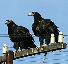 Wedge-tailed Eagle - Photo copyright Yvonne Milbank