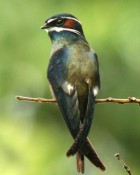 Whiskered Treeswift - Photo copyright Laurence Poh