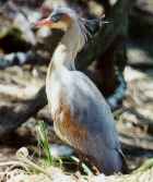 Whistling Heron  - Photo copyright Mariano Jim�nez