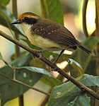 White-browed Antbird - Photo copyright Simon Woolley