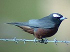 White-browed Woodswallow - Photo copyright Paul Hackett